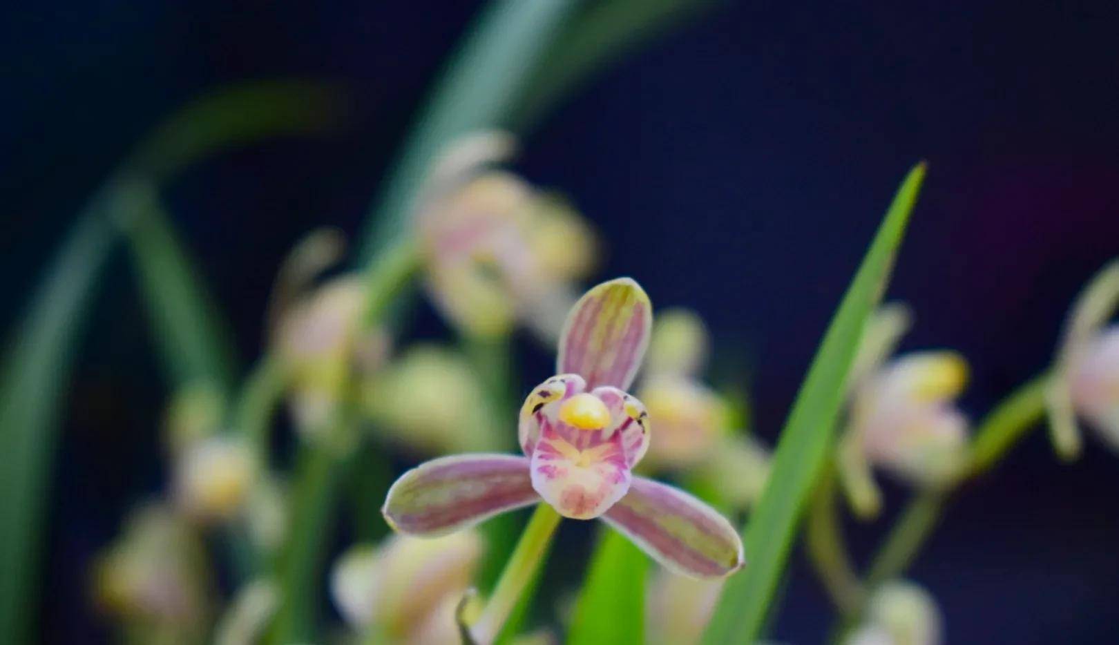 苹果版花友app
:兰友说自己养的色花不对版，以为被骗了，真正的原因兰商不告诉你