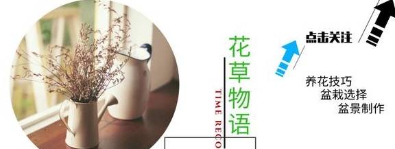 苹果养花小技巧简单版:吃剩的菠萝皮别扔，泡水里做成酵素液养花，比啤酒、淘米水强10倍
