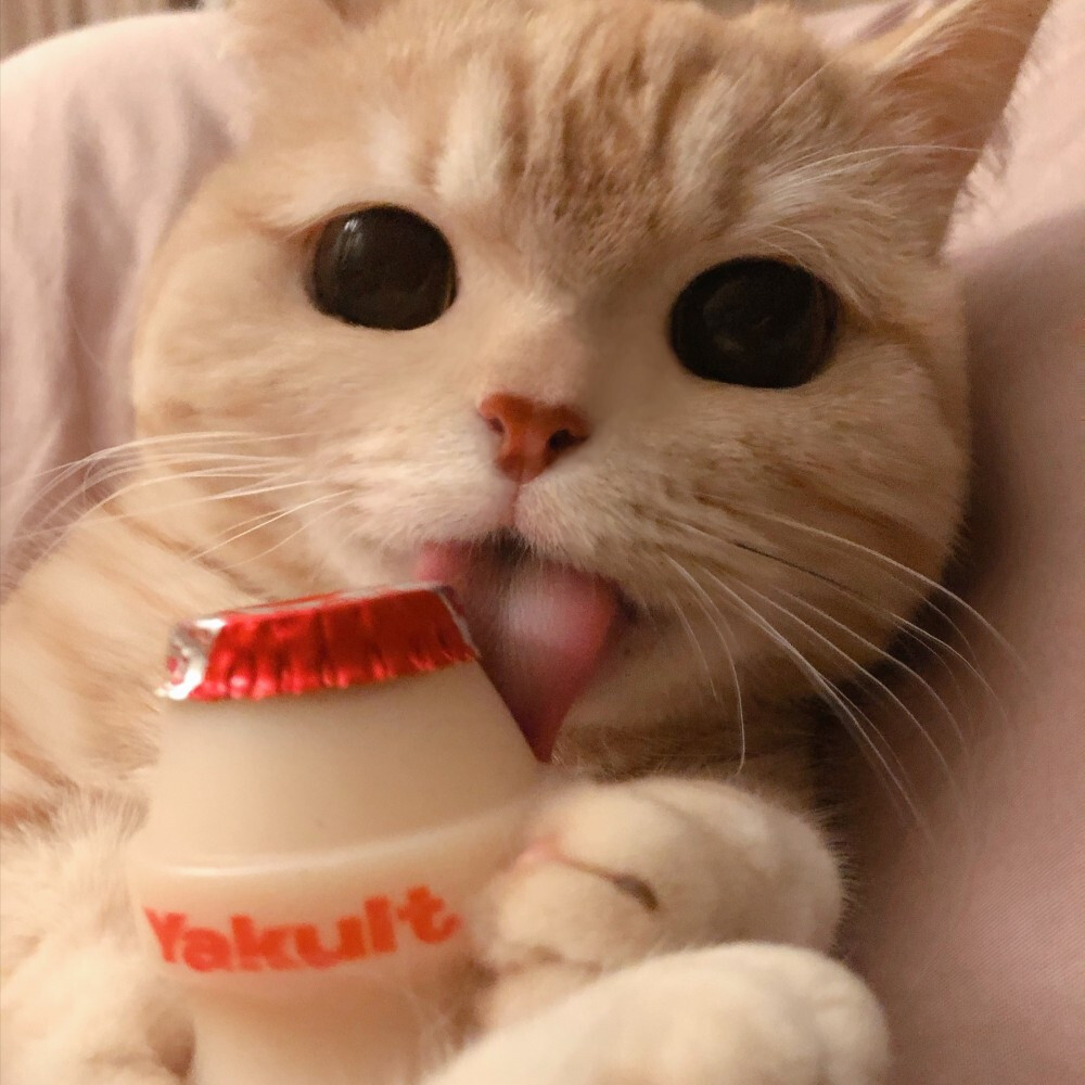 猫猫我最萌苹果版app官网入口点击进入