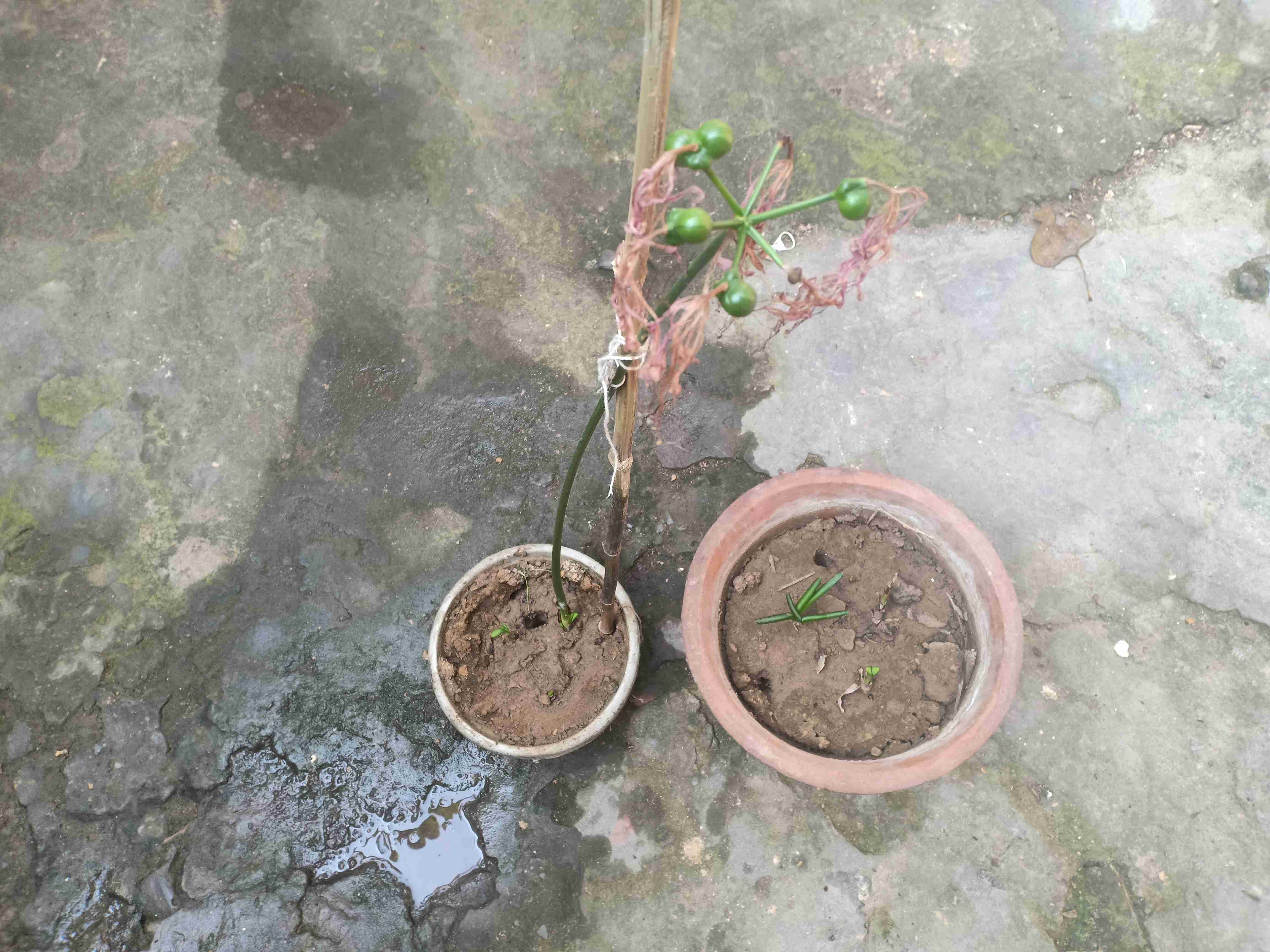 小悟空贷款苹果版苹果手机小额贷款秒通过的口子-第1张图片-太平洋在线下载