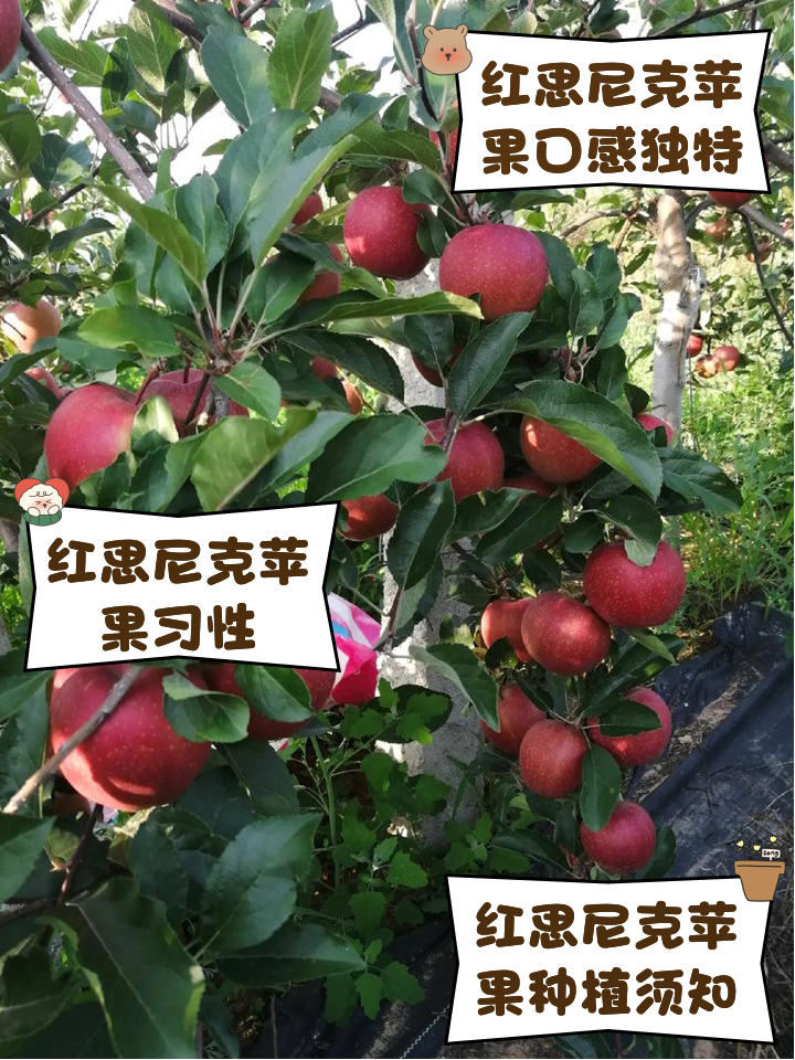 红苹果纪念版和普通版(红苹果是iphone几)-第3张图片-有道翻译官网