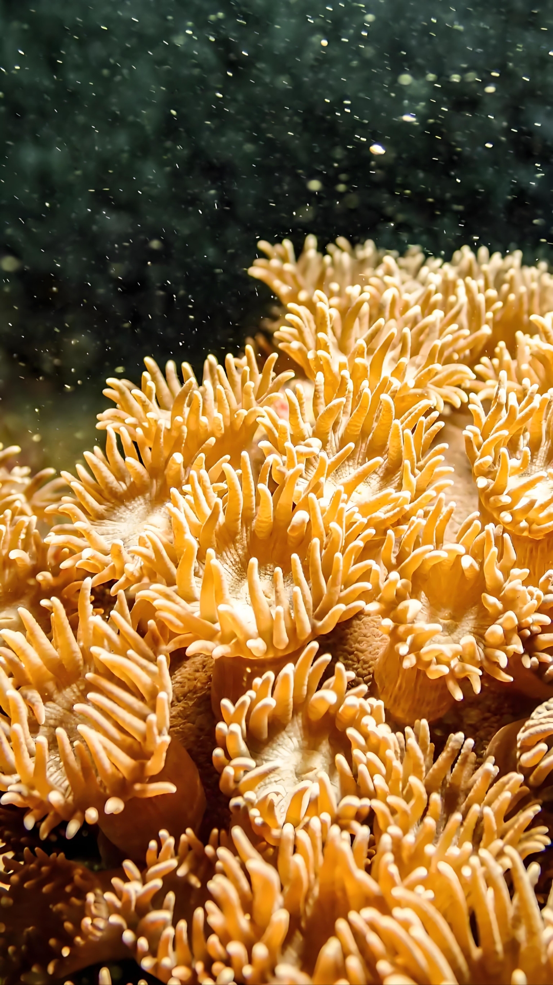 关于qq珊瑚虫版苹果手机版的信息-第7张图片-有道翻译官网