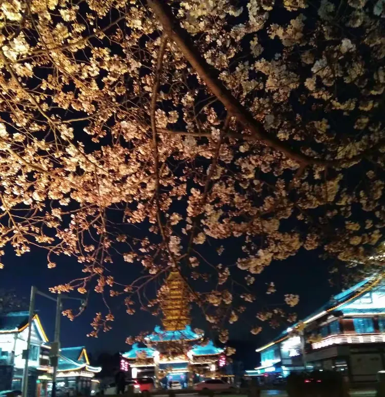 关于樱花夜色app苹果版的信息-第1张图片-有道翻译官网 关于樱花夜色app苹果版的信息-第1张图片-有道翻译官网